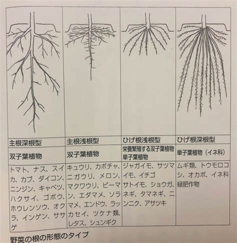 無樹根|植物根系確認